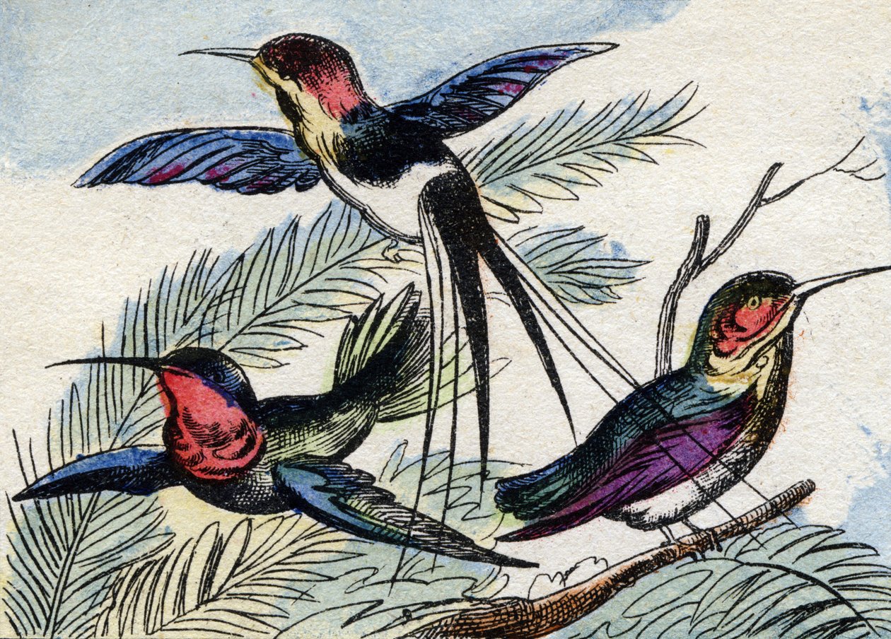 Kolibrien. Gravyr i "Buffon Alphabet des Oiseaux n 2". 3:e Serie N 2. Avbildning av Epinal, Epinal, sent 1800-tal. 16 sidor. Mått: 28x21cm av French School