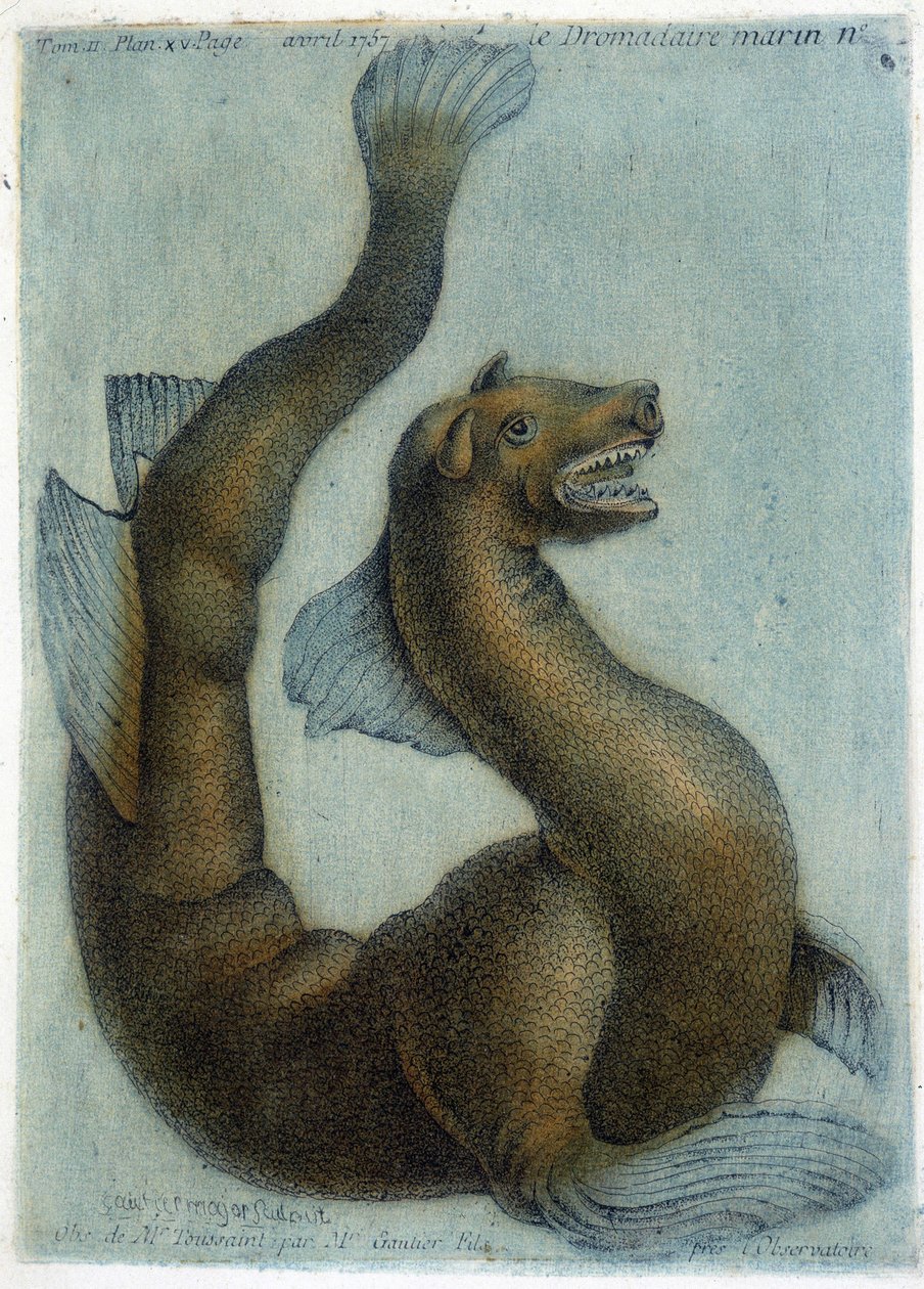 Den marina kamelen. Illustration av M. Toussaint (1756) i "Periodic Observations on Physics, Natural History and the Arts". av French School