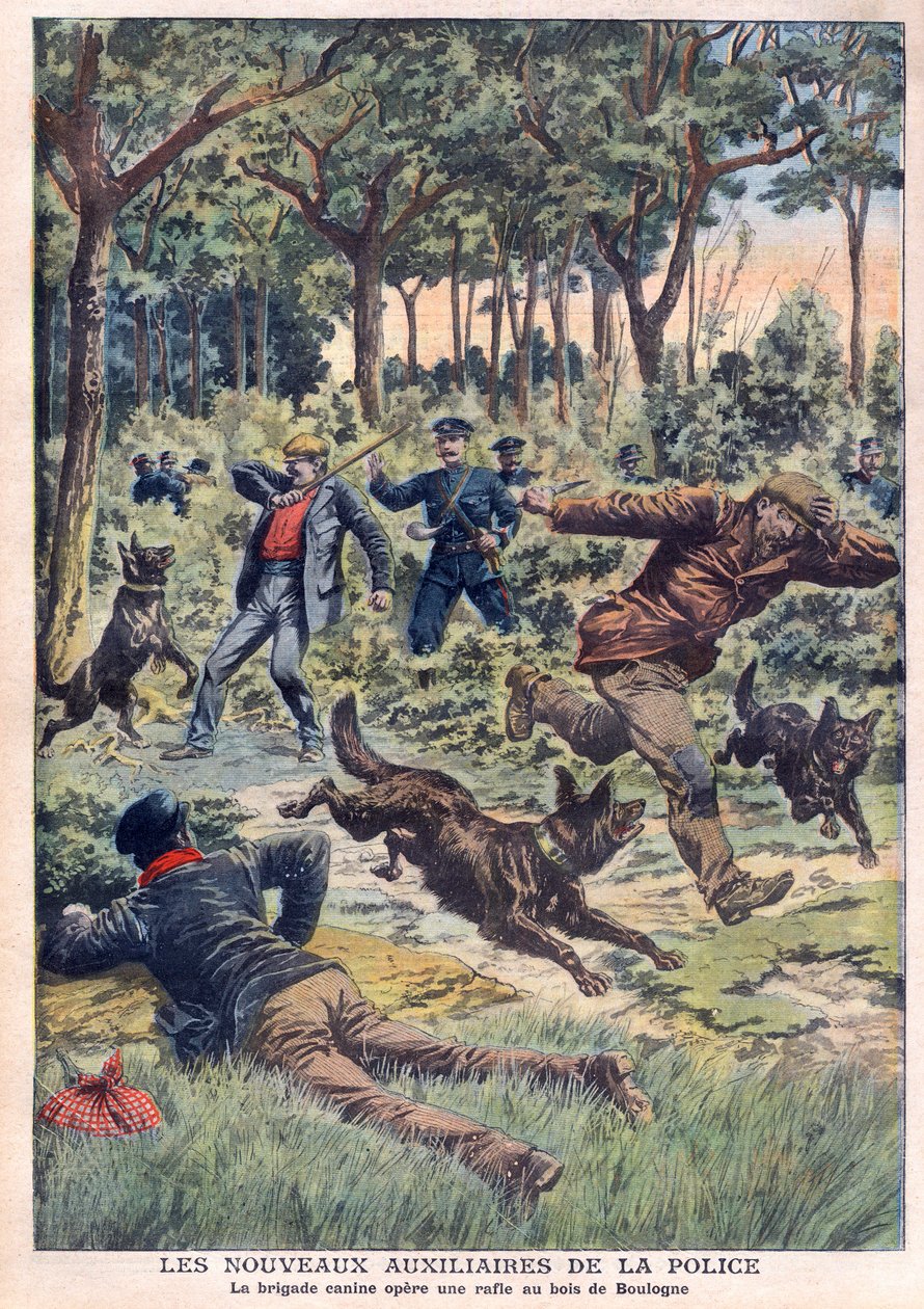 De nya polisens hjälporganisationer: hundbrigaden genomför en roundup vid Bois de Boulogne, illustration från "Le Petit Journal" den 28 juli av French School