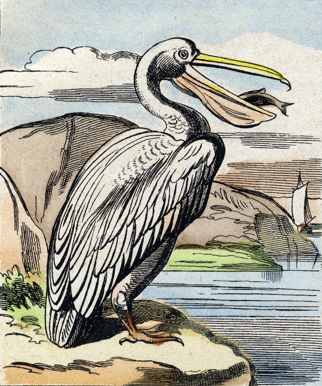 Pelikanen. Gravyr i "Buffon Alphabet des Oiseaux n 1". 3:e Serie N 1. Avbildning av Epinal, Epinal, sent 1800-tal. 16 sidor. Mått: 28x21cm av French School