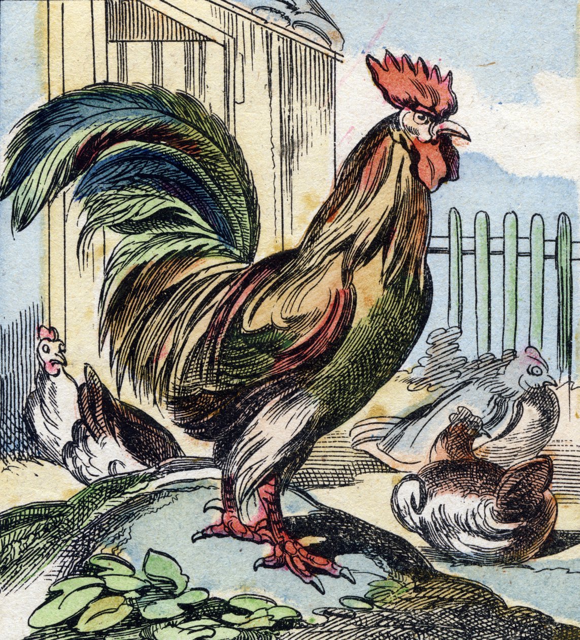 Tuppen. Gravyr i "Buffon Alphabet des Oiseaux n 2". 3:e Serie N 2. Avbildning av Epinal, Epinal, sent 1800-tal. 16 sidor. Mått: 28x21cm av French School