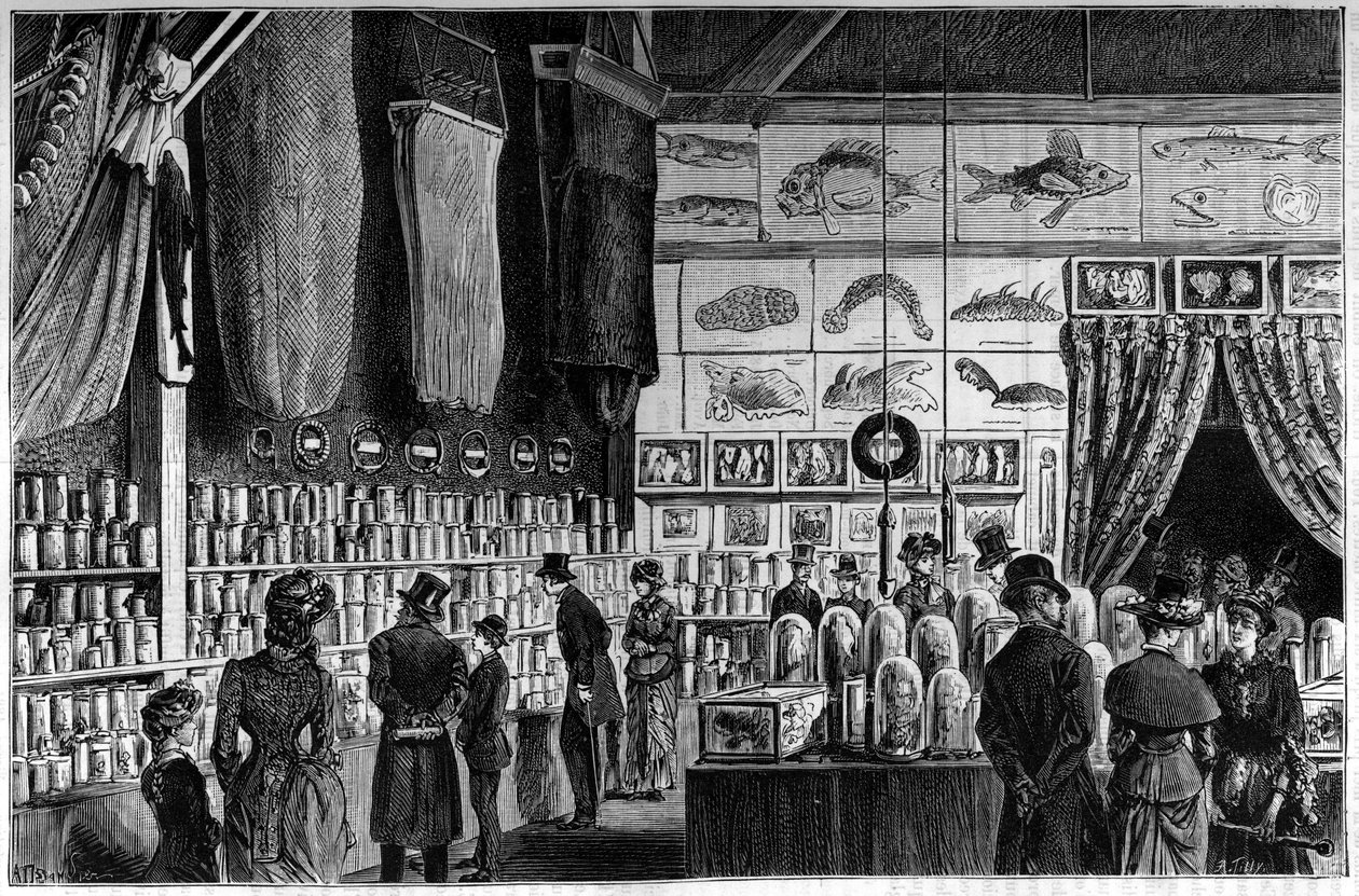 Den zoologiska utställningen på Naturhistoriska museet i Paris, samlingar samlade under de vetenskapliga expeditionerna med arbetar- och talismanskeppen av French School