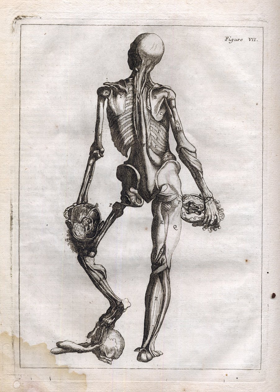 Denna figur kan tillfredsställa nyfikenheten hos dem som vill se Corps depouille to the Bones - gravering i "Abstract Anatomy, accommodated to the arts of painting and sculpture" - "" Abrege d