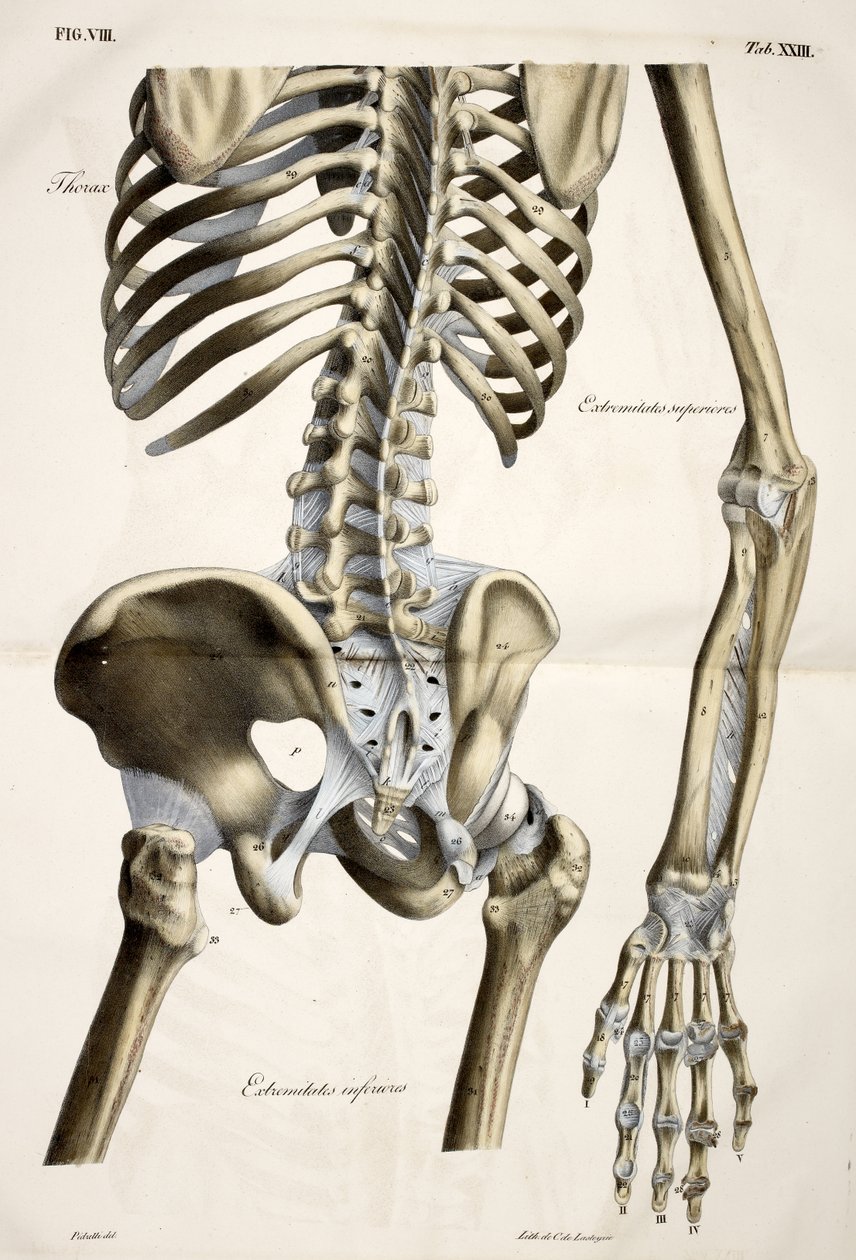 Thorax, från människokroppens anatomiska plattor utförda enligt naturliga dimensioner, åtföljd av en förklarande text Publicerad av cte de Lasteyrie av French School