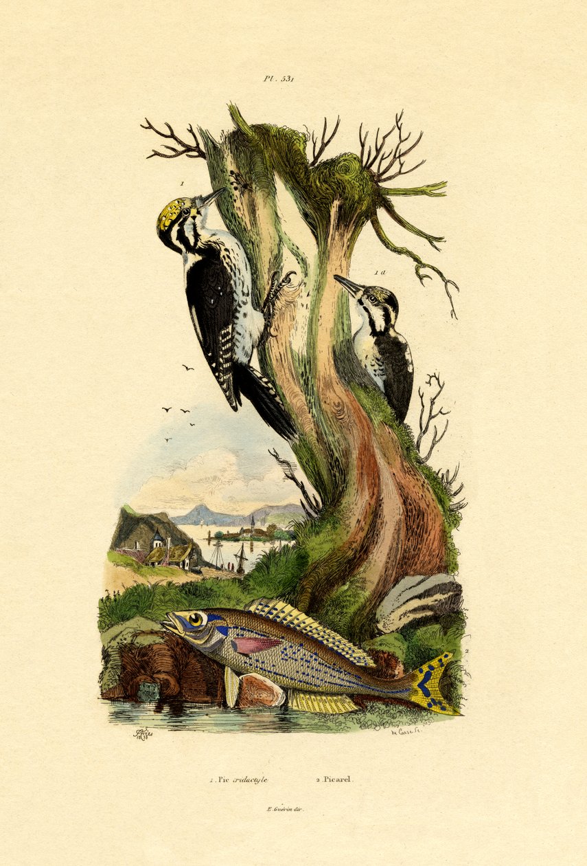 Tretåig hackspett, 1833-39 av French School