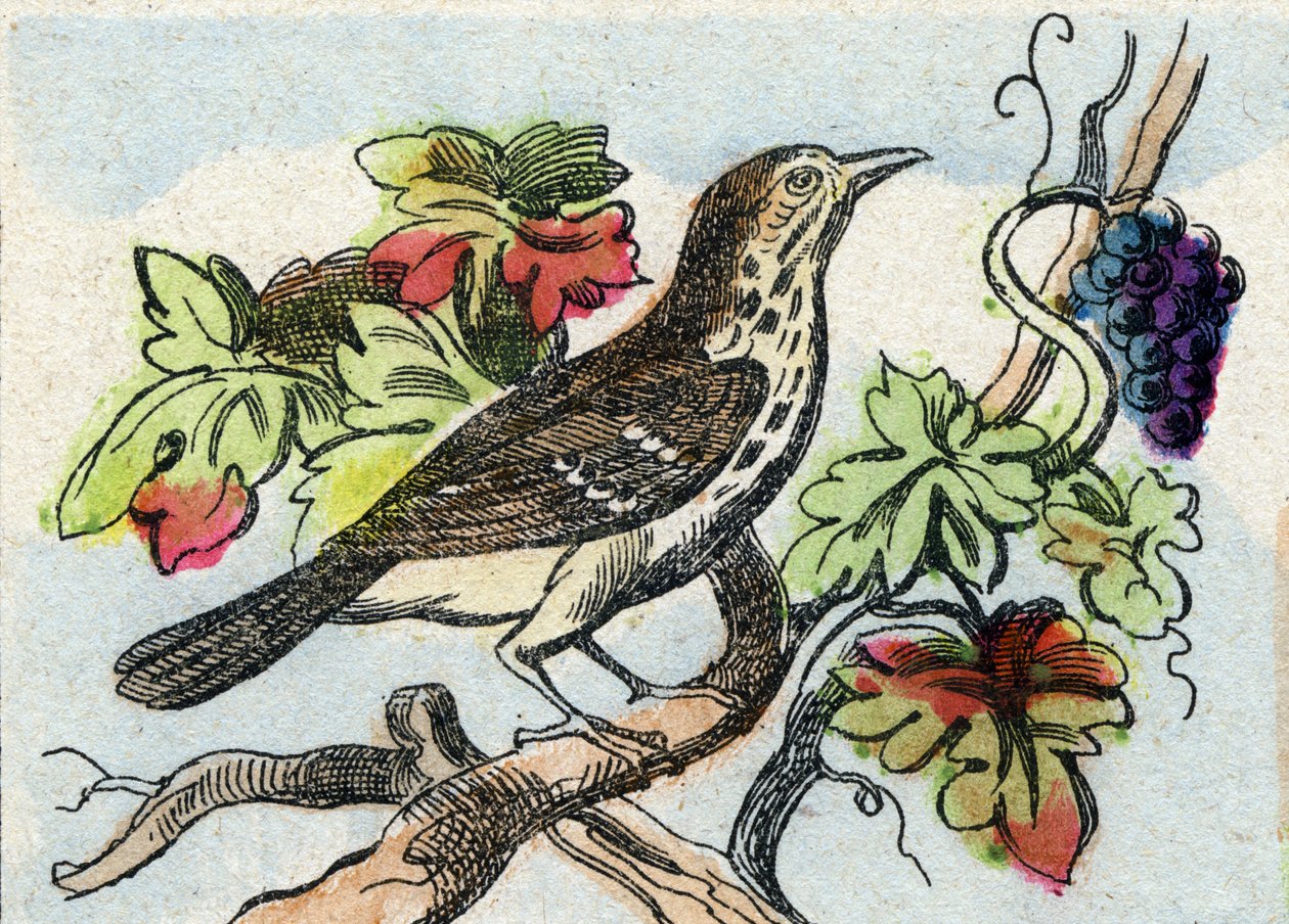 Trast. Gravyr i "Buffon Alphabet des Oiseaux n 1". 3:e Serie N 1. Avbildning av Epinal, Epinal, sent 1800-tal. 16 sidor. Mått: 28x21cm av French School