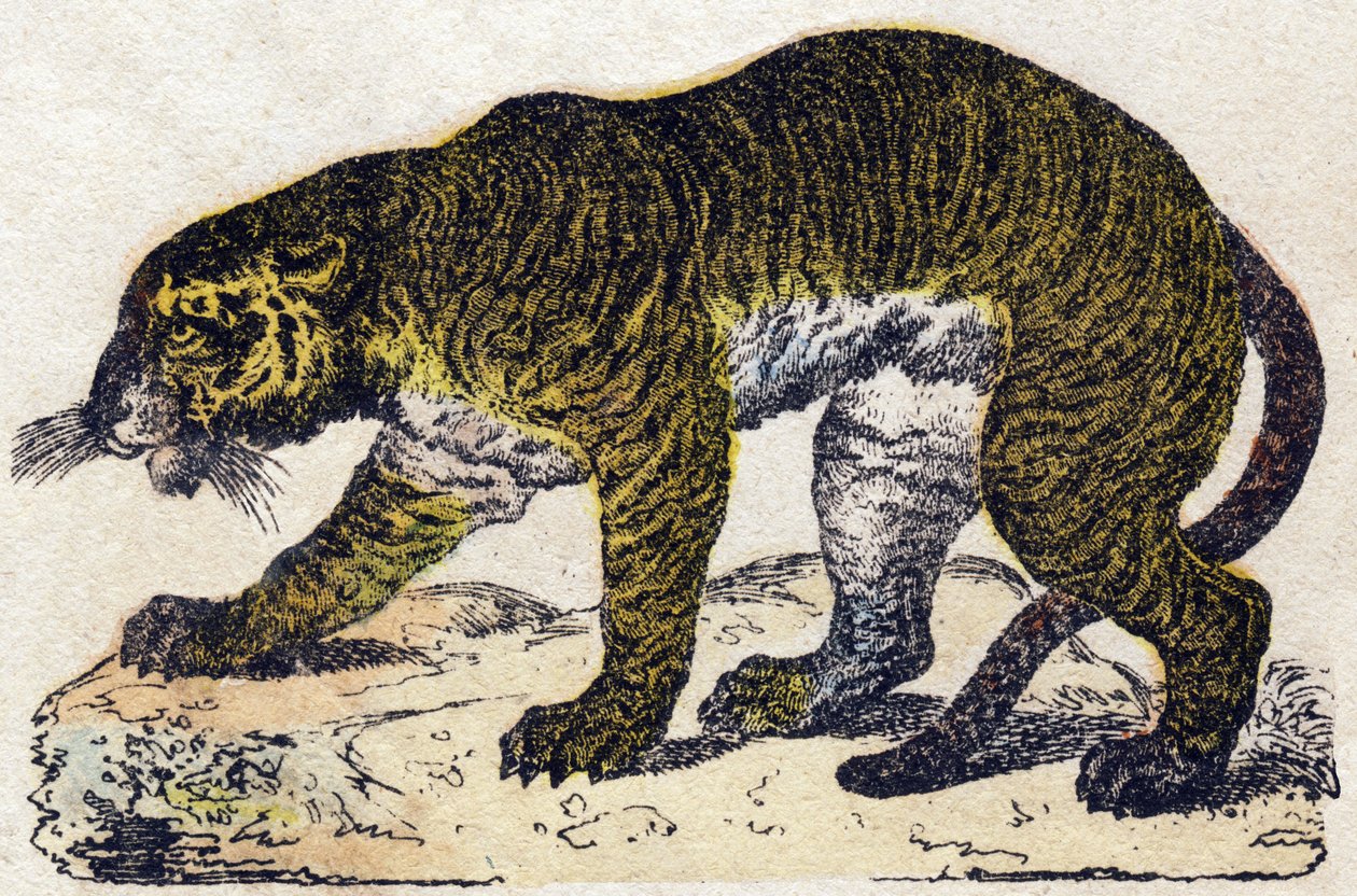 Tiger. Gravyr i "" Alphabet des animaux sauvages"". 9:e serien. Bildspråk av Epinal, Pellerin, tryckare-förlag, ca 1870. Gravyrer på trä, stencilerade. 16 sidor. Mått: 20 x 15 cm. Privat samling av French School
