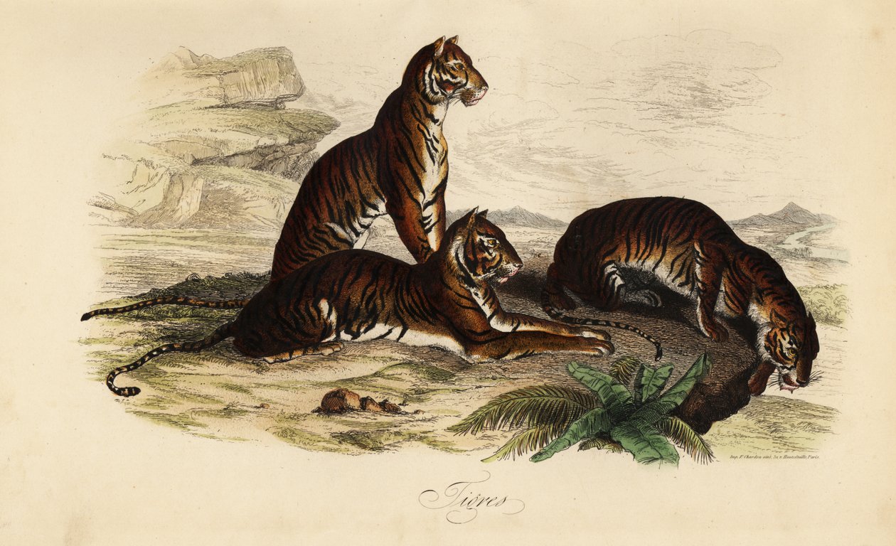 Tiger, Panthera tigris av French School