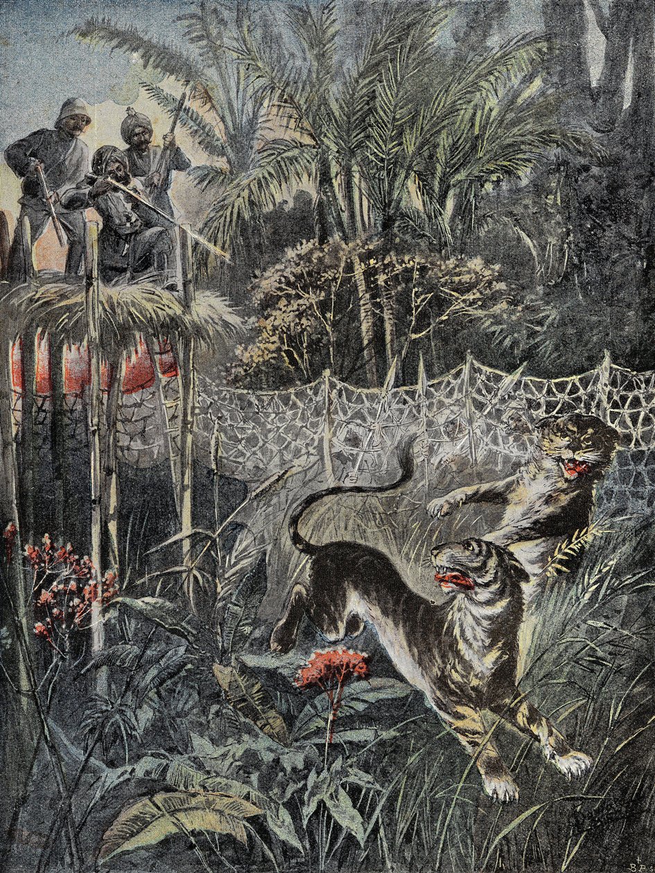 Tigerjakt i djungeln i Indien: fendrarna är bakom nätet och jägarna är i säkerhet på belvederen. Gravyr i "" Le Pelerin"", den 05/02/1899. Selva Coll. av French School