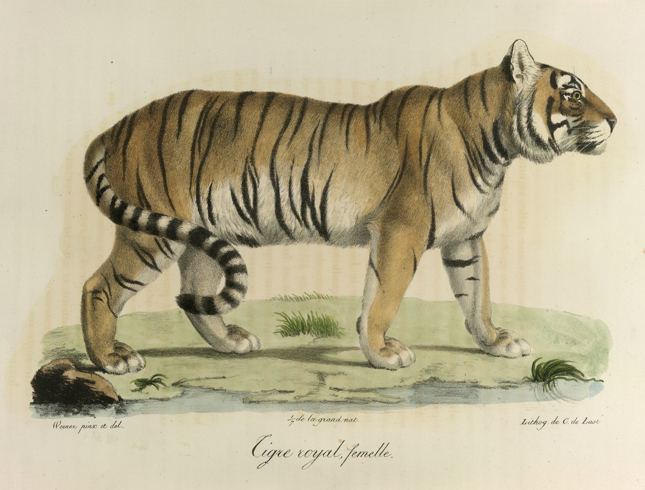 Kunglig tiger, hona. En kvinnlig kunglig tiger, från Natural History of Mammals (färg litho) av French School