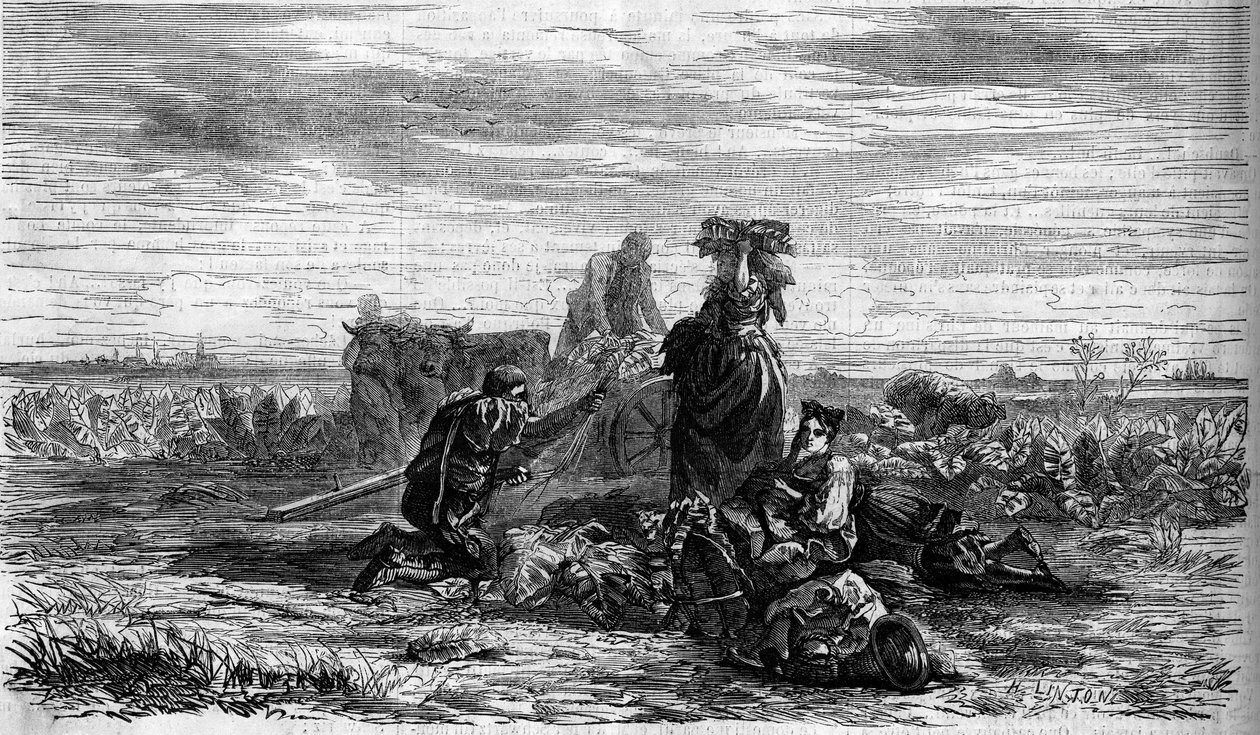 Tobaksodling: skörden. Gravyr i "" Den illustrerade världen"" nr 155 av 31 mars av French School