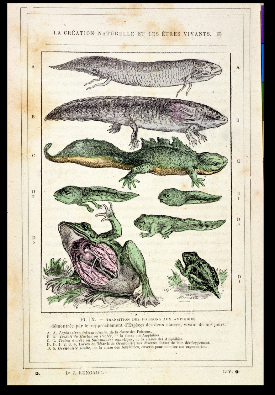 Övergång av fisk till amfibier, från en bok av Dr. Rengade, c.1880 av French School