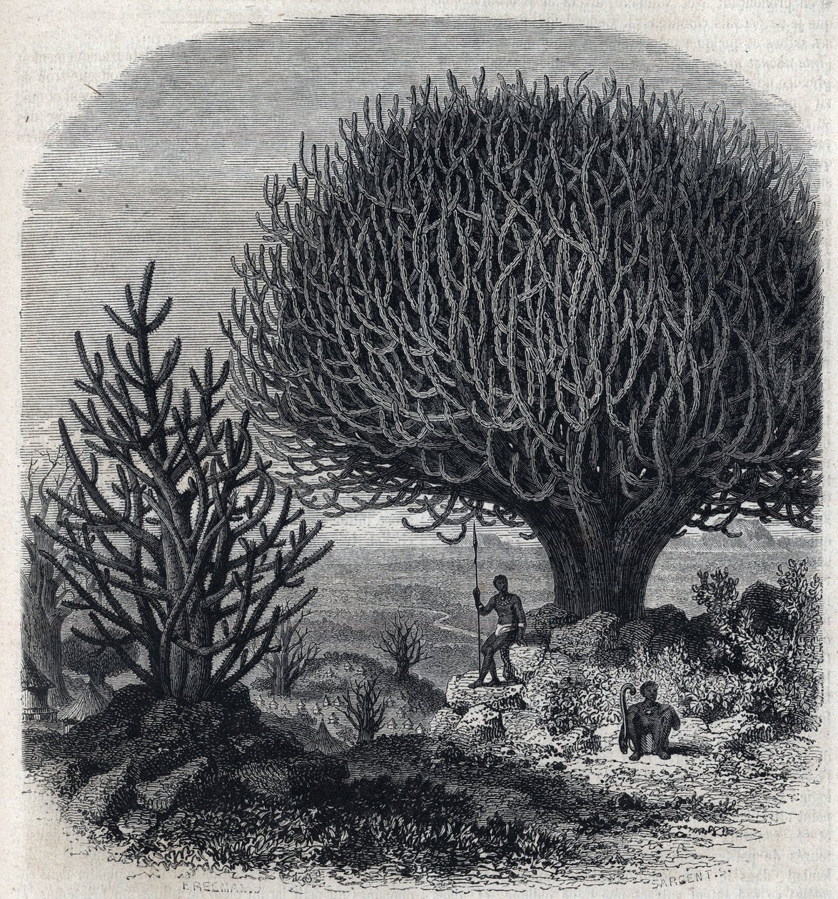 Träd Euphorbo i Östafrika (Sudan). Gravyr av Freeman i "" The Picturesque Magasin"" av French School