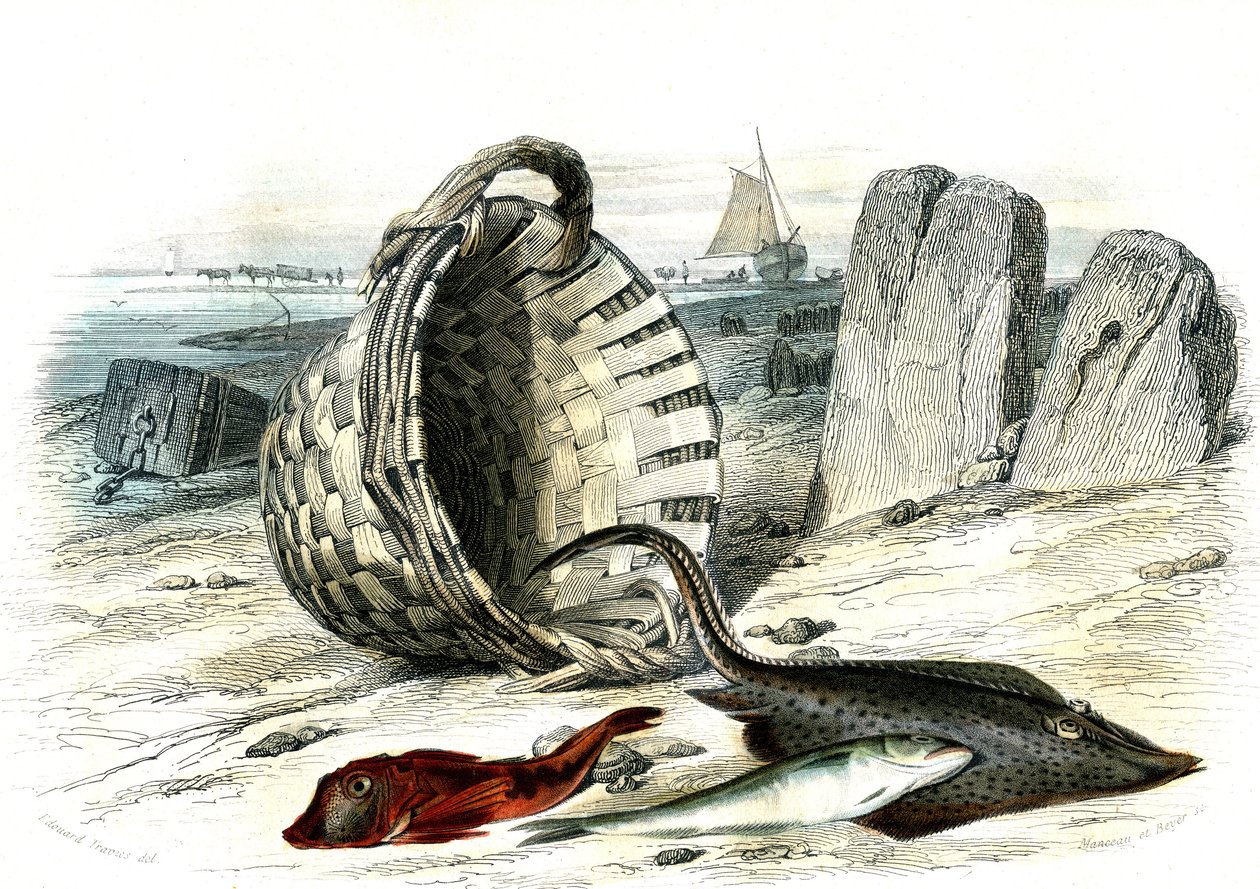 Trigle grondin (Trigle cuculus), vitling (merlangius merlangus), raie grondin (dipturus batis) - Tallrik extraherad från Histoire Naturelle av Bernard Germain de Lacepede (1856-1925), upplaga P.Furme, Paris av French School
