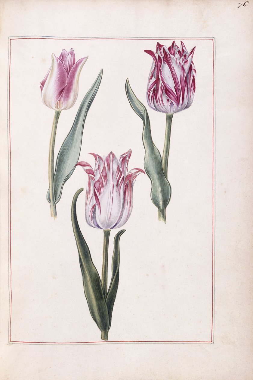 Tulpaner, 1700-tal av French School