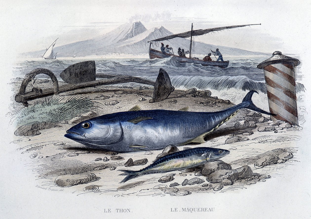 Tonfisk och makrill - i "Natural History" av Lacepède, T.II, ed. Furne et Cie, Paris av French School