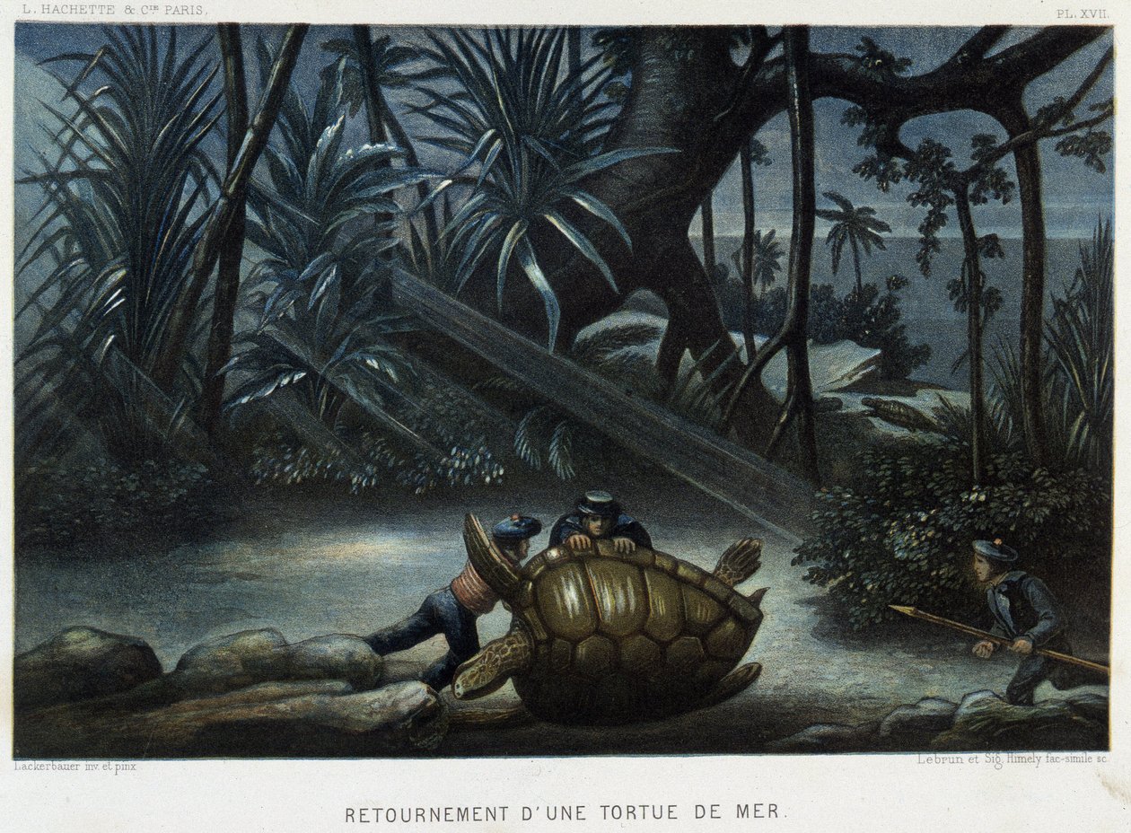 Turtle of a sea turtle - i "" Le monde de la mer"" av Alfred Fredol, Hachette, Paris av French School
