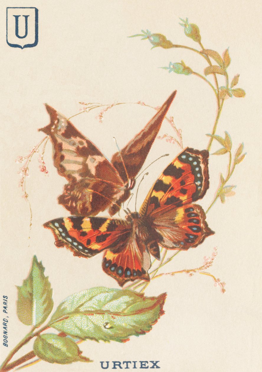 U: Urtiex (Aglais urticae eller Little Turtle) av French School