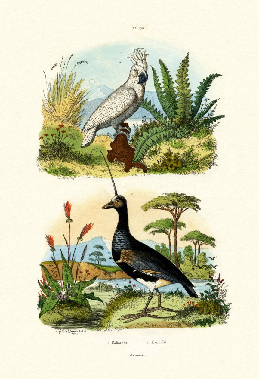 Paraplykakadua, 1833-39 av French School