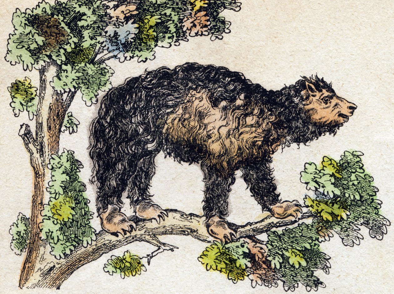 Unau (lat). Gravyr i "" Alphabet des animaux sauvages"". 9:e serien. Bildspråk av Epinal, Pellerin, tryckare-förlag, ca 1870. Gravyrer på trä, stencilerade. 16 sidor. Mått: 20 x 15 cm. Privat samling av French School