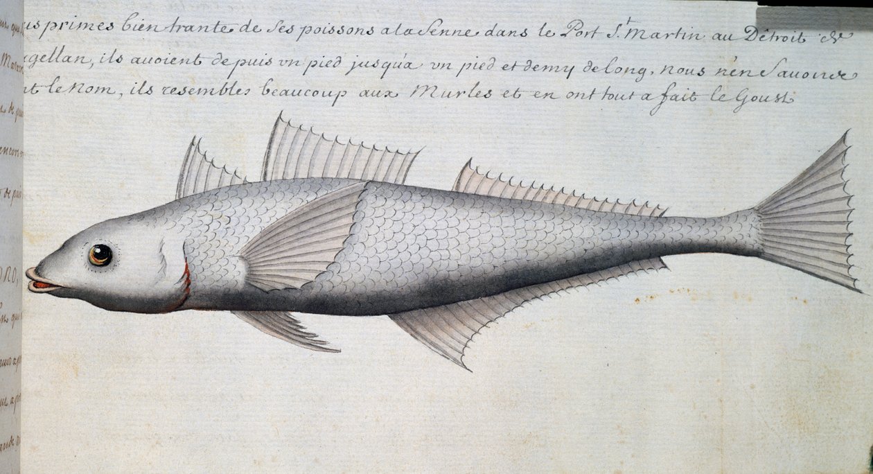 Okänd fisk, Magellansundet, akvarell från loggbok av Jacques Gouin de Beauchesne (1652-1730), kapten på Compagnie royale de la Mer du Sud, från 1698 till 1701, Frankrike av French School