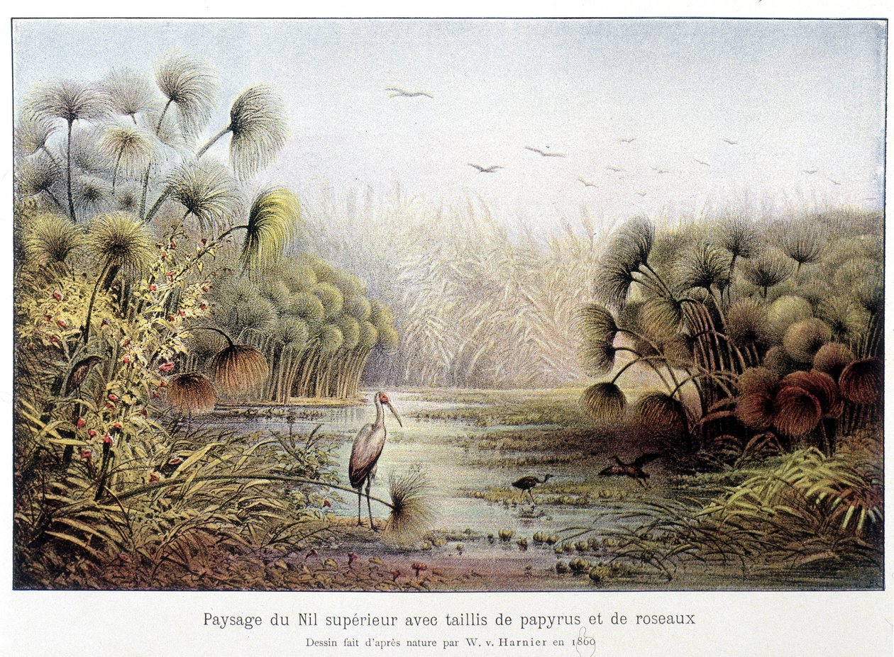 Passage av övre Nilen med papyrus och vass. av French School