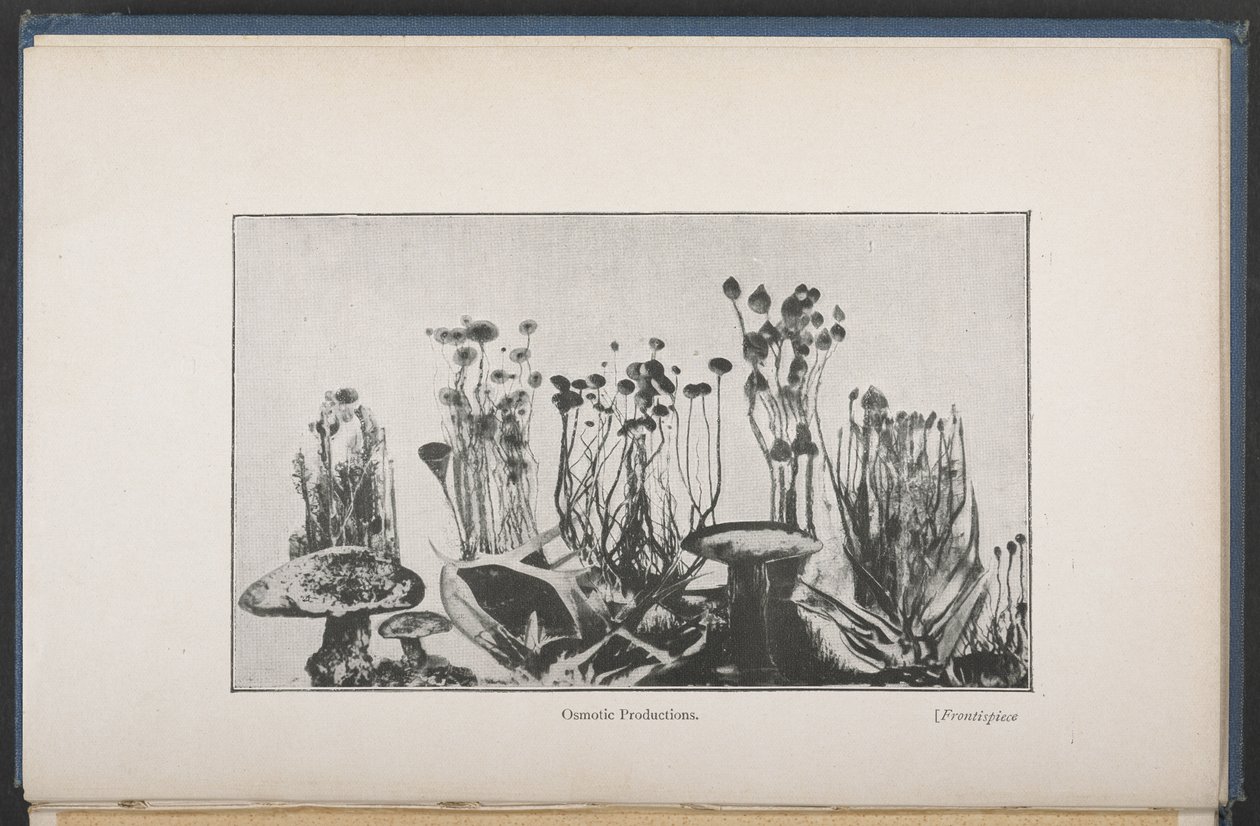 Osmotisk vegetation, Fig. 62, sid. 163, från "The Mechanism Of Life" (engelsk version) av French School