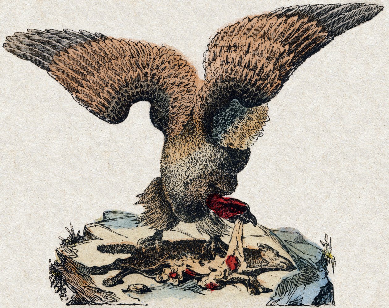 Gam. Gravyr i "" Alphabet des animaux sauvages"". 9:e serien. Bildspråk av Epinal, Pellerin, tryckare-förlag, ca 1870. Gravyrer på trä, stencilerade. 16 sidor. Mått: 20 x 15 cm. Privat samling av French School