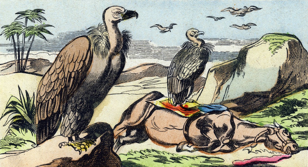 Gamar. Gravyr i "Buffon Alphabet des Oiseaux n 1". 3:e Serie N 1. Avbildning av Epinal, Epinal, sent 1800-tal. 16 sidor. Mått: 28x21cm av French School