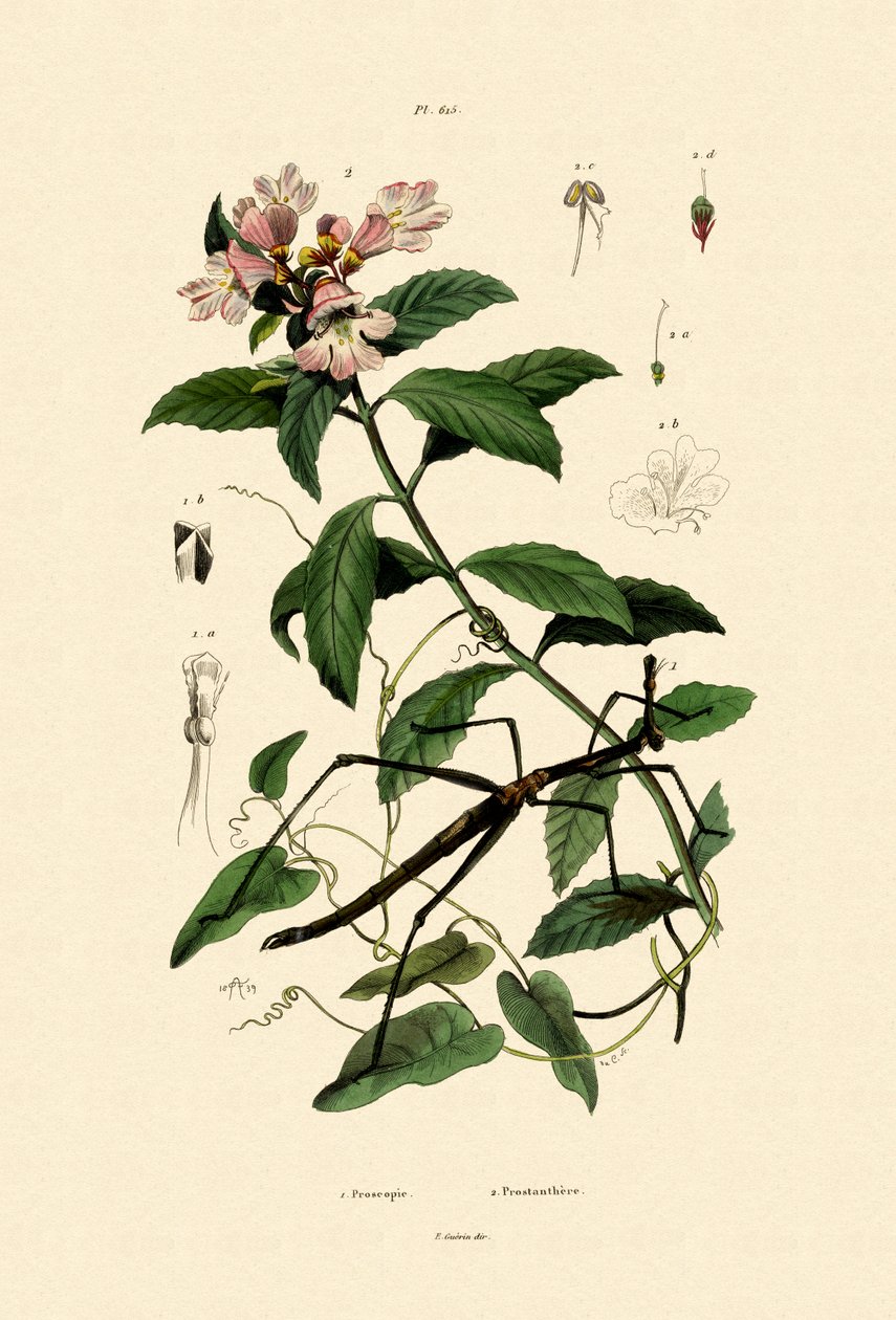 Walking Stick Insect, 1833-39 av French School