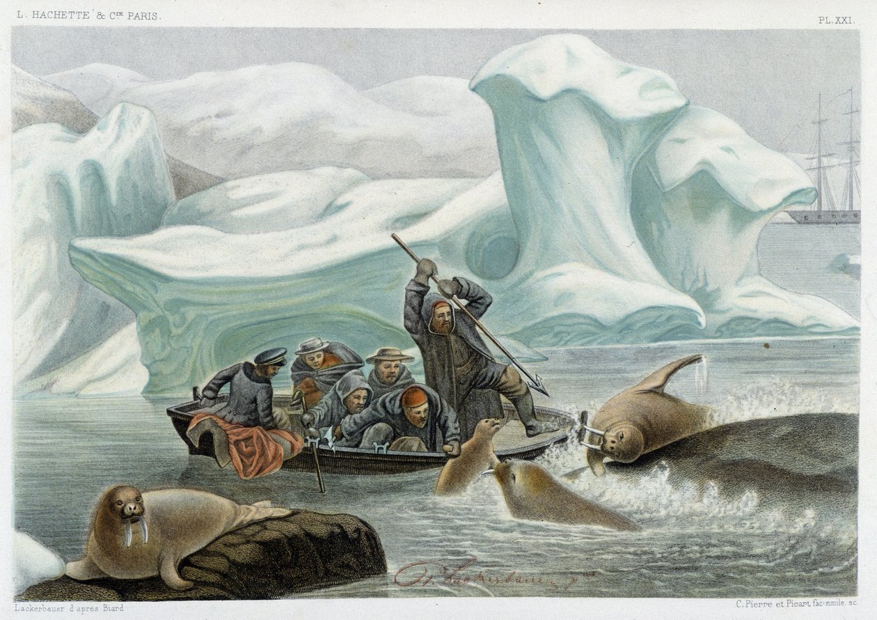 Valrossjakt - i "" Le monde de la mer "" av Alfred Fredol, Hachette, Paris av French School