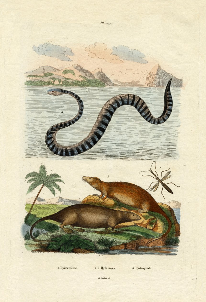 Vattenråtta, 1833-39 av French School