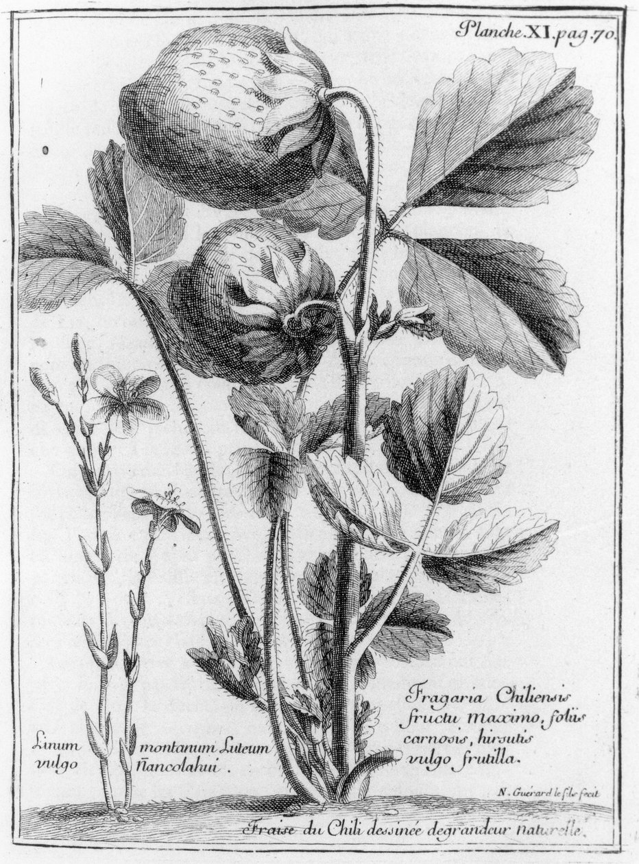 West Coast Pine Strawberry, från relationen mellan söderhavets resa till Chily och Perus kuster 1712-16 av A.F. Frezier, publicerad 1716 av French School