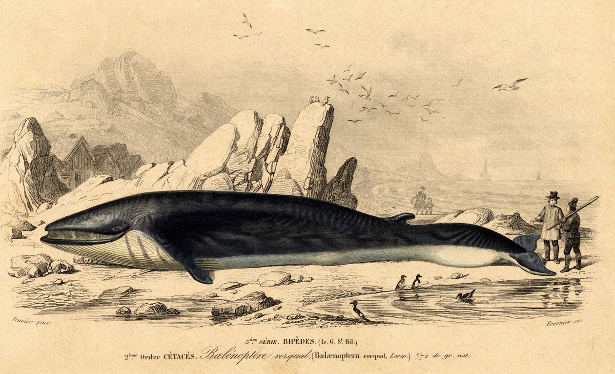 Val eller baleinoptera (Balaenoptera rorqual) av French School