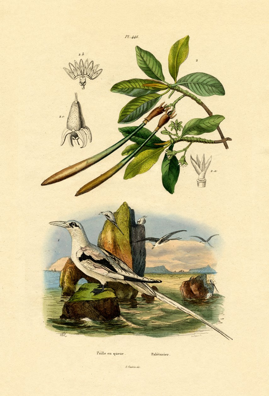 Vitsvans Tropicbird, 1833-39 av French School