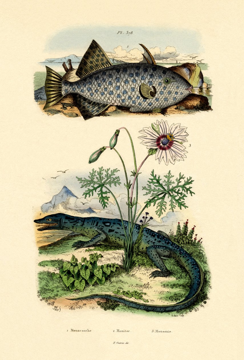 Vitfläckig filfisk, 1833-39 av French School