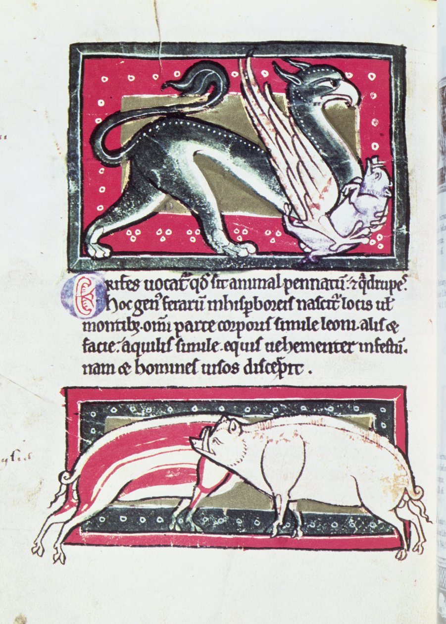 Wild Boar and Griffon, miniatyr från Saltykowchsh Edrin Bestiary av French School