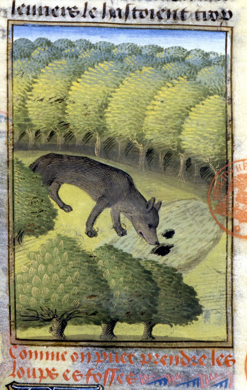 Wolf - i "" Hunting Book of Gaston Phoebus, Count of Foix, Lord of Béarn"" av French School