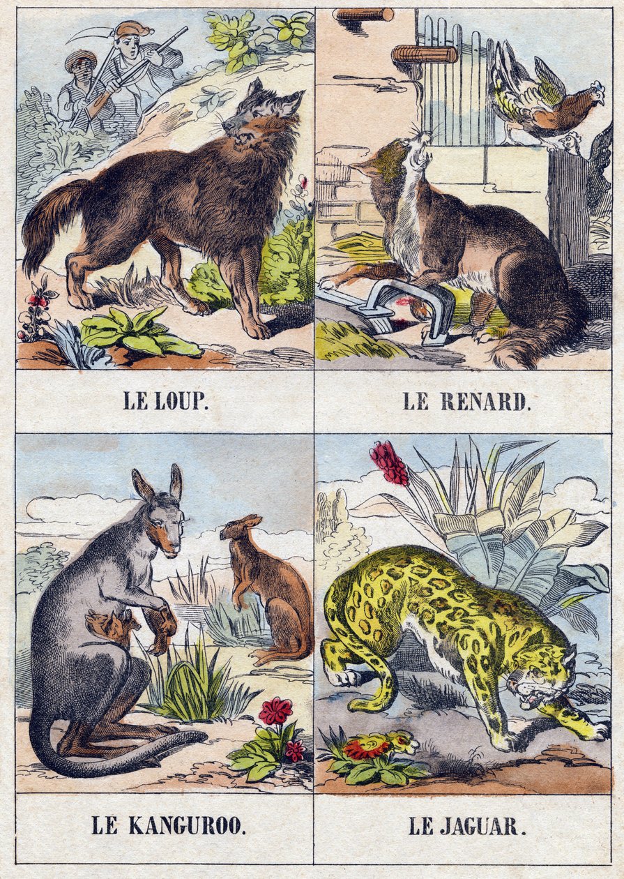 Varg; Räv; Känguru ; Jaguar. Gravyr i "Buffon Alphabet des Animaux". 3:e serien N 1. Avbildning av Epinal, Epinal, sent 1800-tal. 16 sidor. Mått: 28x21cm av French School