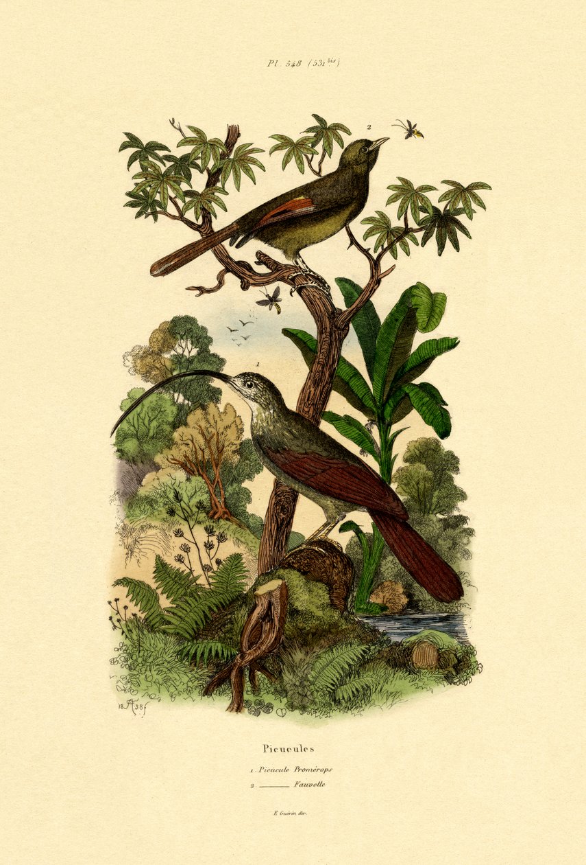 Vedkrypare, 1833-39 av French School