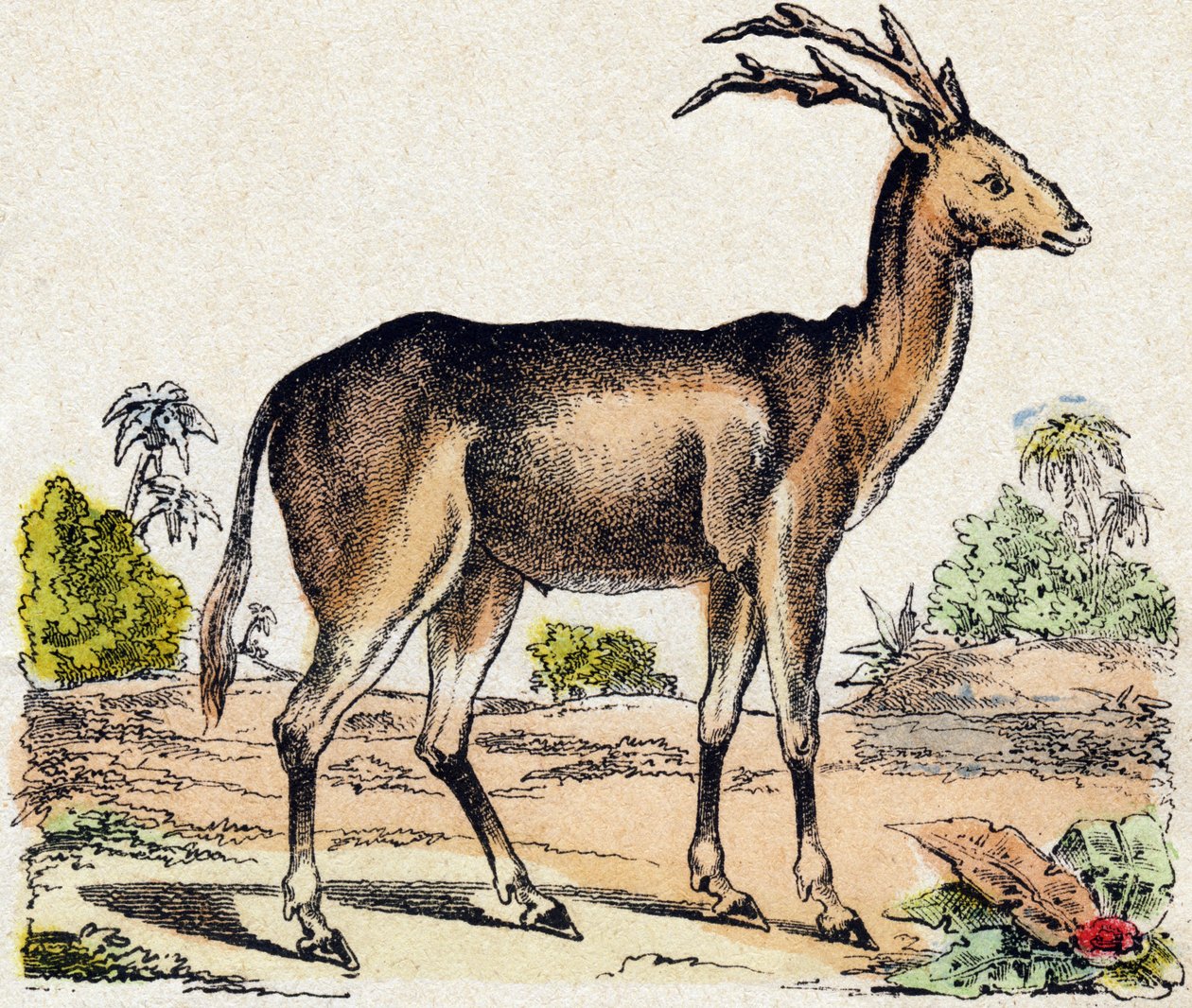 Xantarus. Gravyr i "" Alphabet des animaux sauvages"". 9:e serien. Bildspråk av Epinal, Pellerin, tryckare-förlag, cirka 1870. Gravyrer på trä, stencilerade. 16 sidor. Mått: 20 x 15 cm. Privat samling av French School