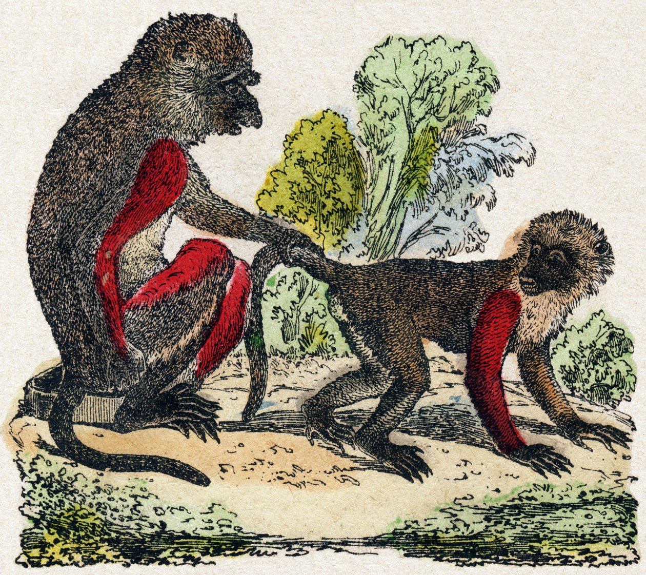 Yarques. Gravyr i "Wild Animals Alphabet". 9:e serien. Bildspråk av Epinal, Pellerin, tryckare-förlag, cirka 1870. Gravyrer på trä, stencilerade. 16 sidor. Storlek: 20 x 15 cm. Privat samling av French School