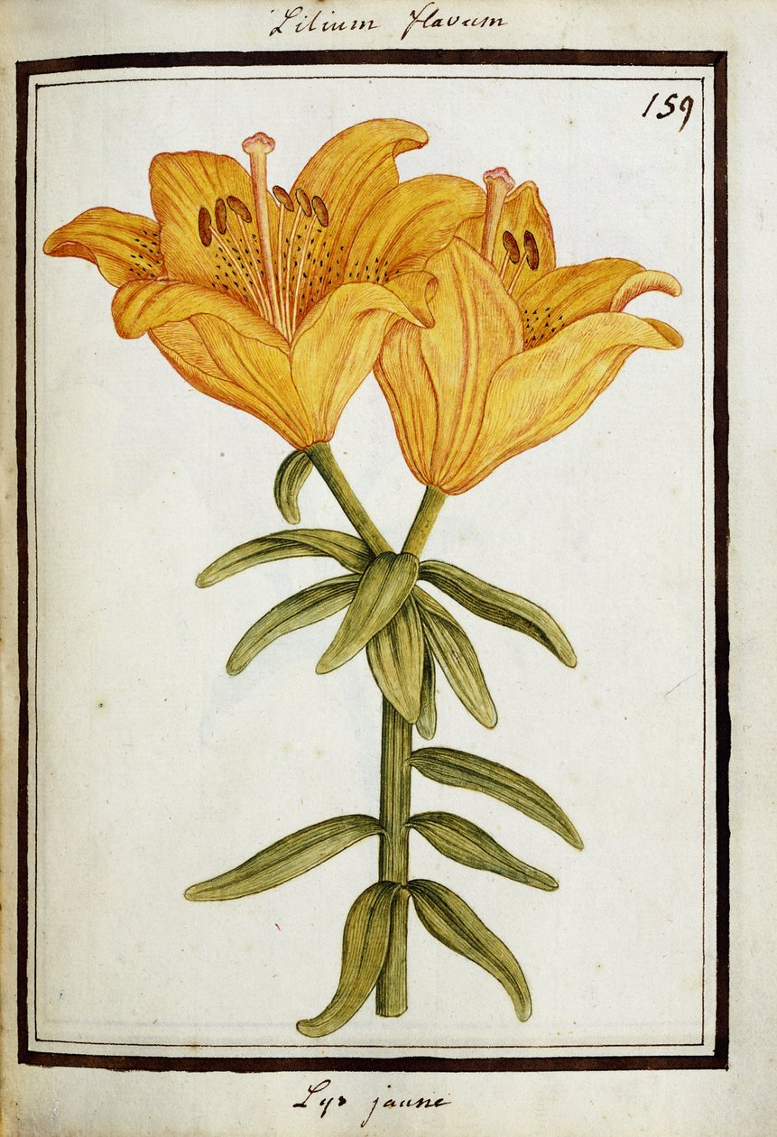 Gul lilja, ca 1700 av French School