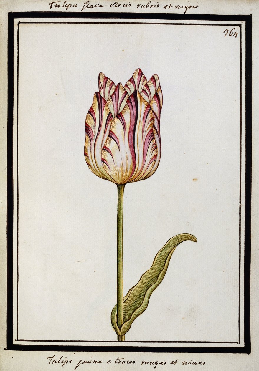 Gul tulpan med röda och svarta streck, ca 1700 av French School