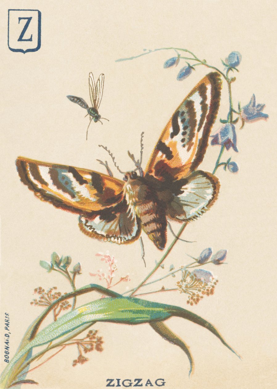 Z: Sicksack (Lymantria dispar eller disparate Bombyx) av French School