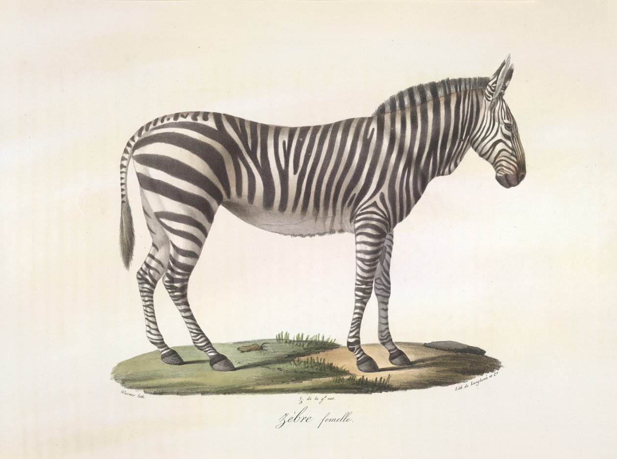 Kvinnlig zebra. Kvinnlig zebra, från Natural History of Mammals (färg litho) av French School