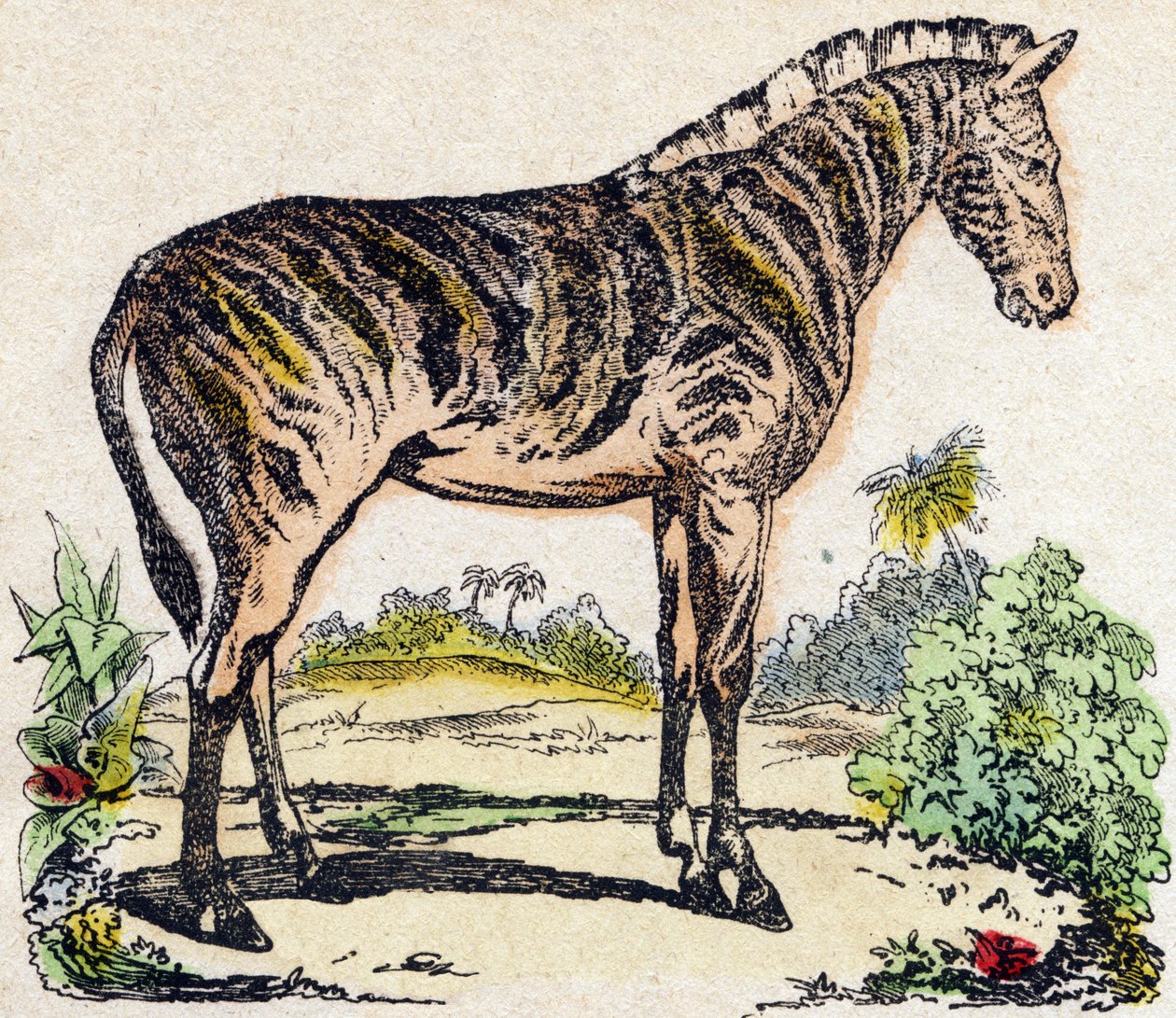 Zebra. Gravyr i "" Alphabet des animaux sauvages"". 9:e serien. Bildspråk av Epinal, Pellerin, tryckare-förlag, ca 1870. Gravyrer på trä, stencilerade. 16 sidor. Mått: 20 x 15 cm. Privat samling av French School