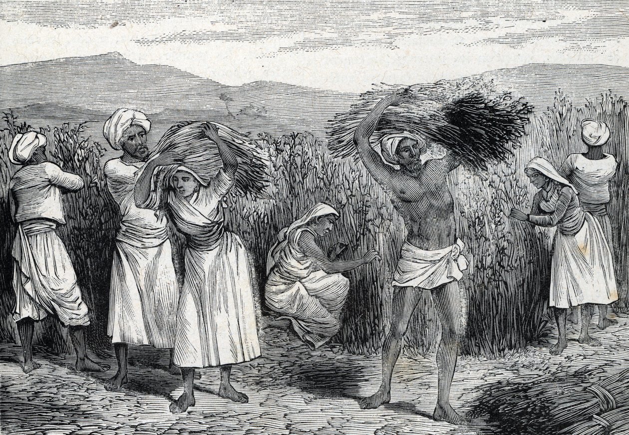 vanlig smilax eller sarsaparille eller grov bindweed skörd i Peru (gravyr) 1888 av French School