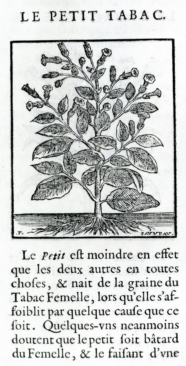 Den lilla tobaken, illustration från Discours du Tabac av Jean Le Royer de Prade, 1671 av French School