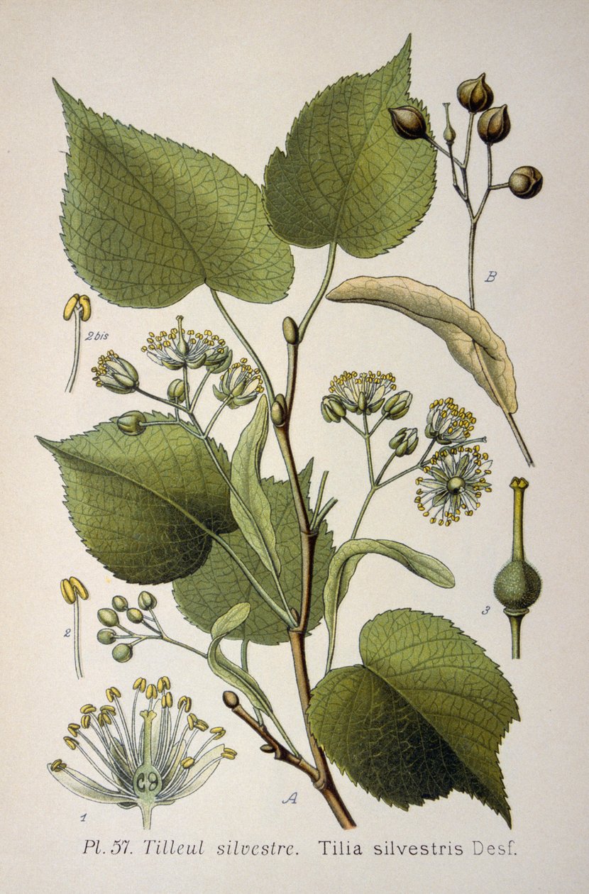 Blad av "Tilia Silvestris", ett släkte av träd. av French School